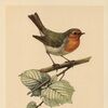 robinshop00